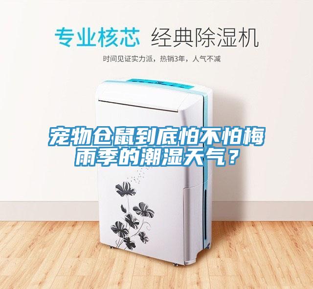 寵物倉鼠到底怕不怕梅雨季的潮濕天氣？