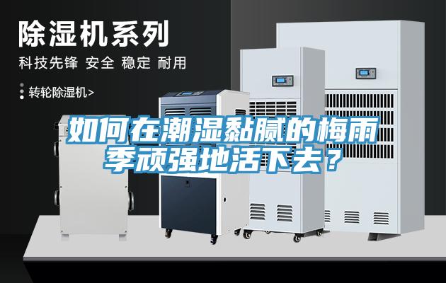 如何在潮濕黏膩的梅雨季頑強(qiáng)地活下去？