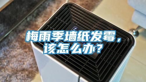 梅雨季墻紙發(fā)霉，該怎么辦？