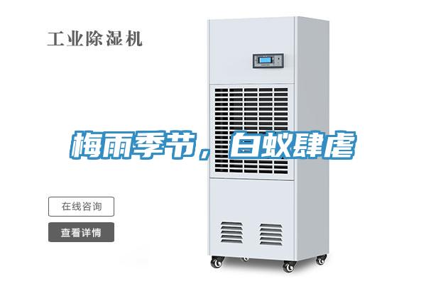 梅雨季節(jié)，白蟻肆虐