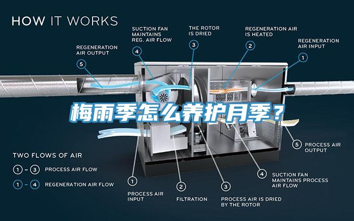 梅雨季怎么養(yǎng)護(hù)月季？