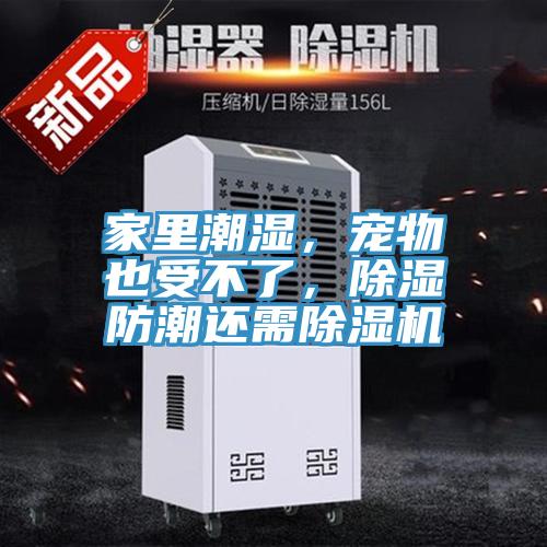 家里潮濕，寵物也受不了，除濕防潮還需除濕機