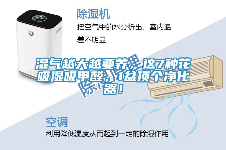 濕氣越大越要養(yǎng)，這7種花吸濕吸甲醛，1盆頂個凈化器！
