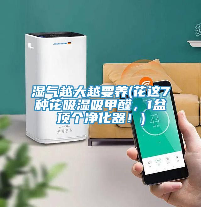 濕氣越大越要養(yǎng)(花這7種花吸濕吸甲醛，1盆頂個凈化器！)
